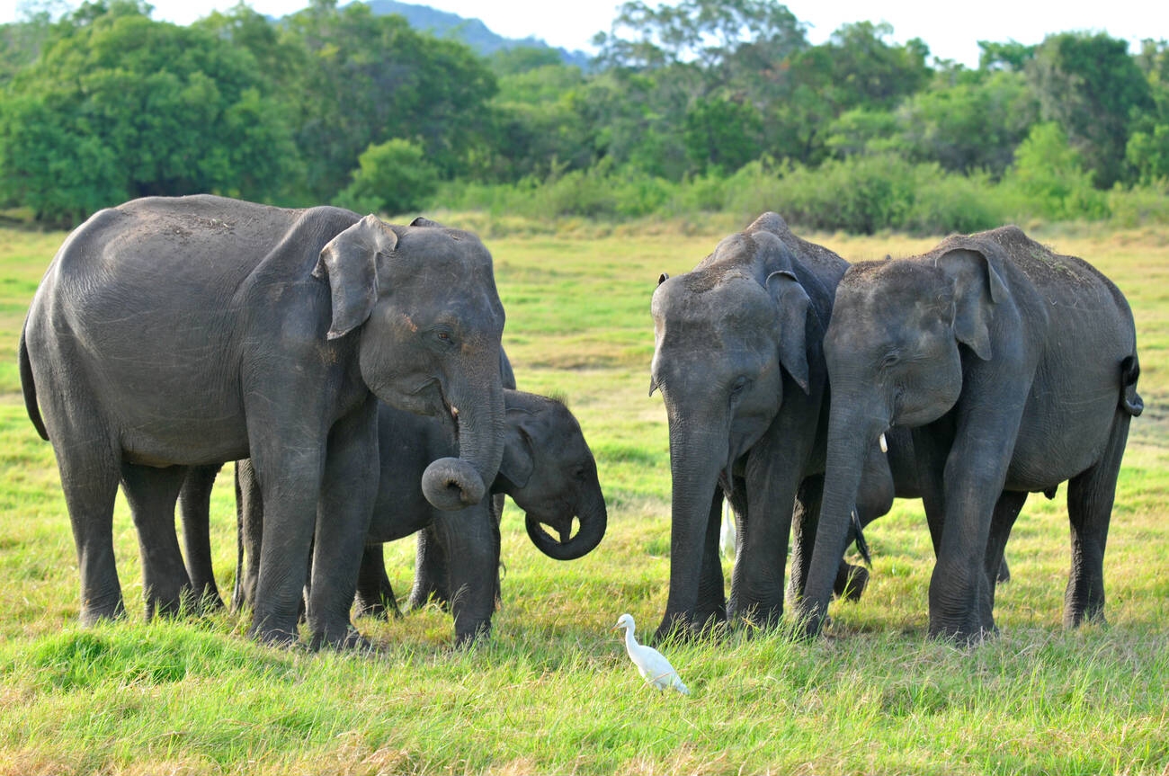 Journey into the Wild